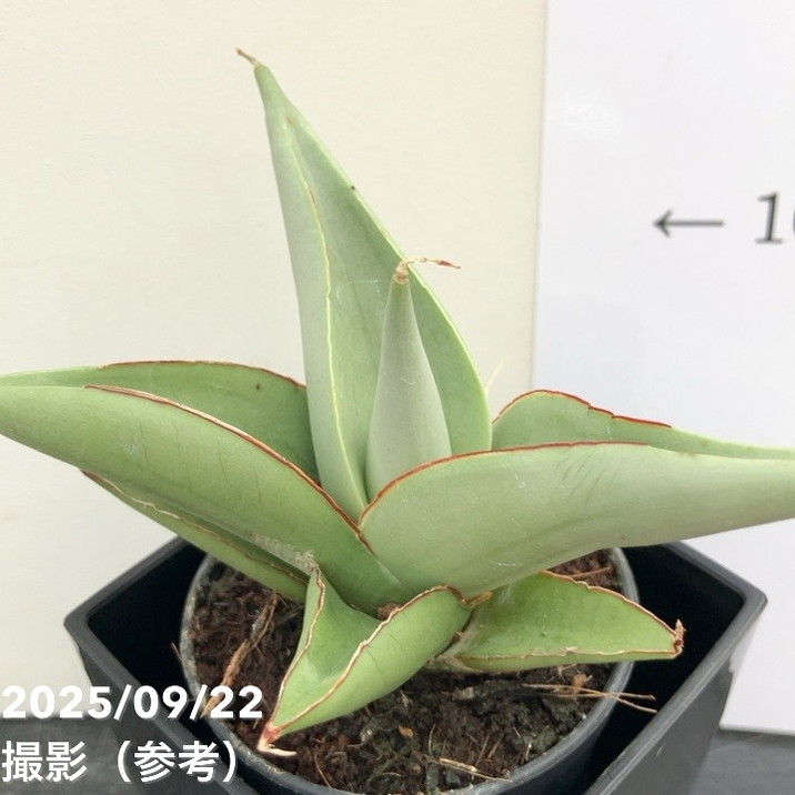 サンスベリア 3号角鉢 ミラノ Milano 6cmポット投げ込み仕様｜観葉02
