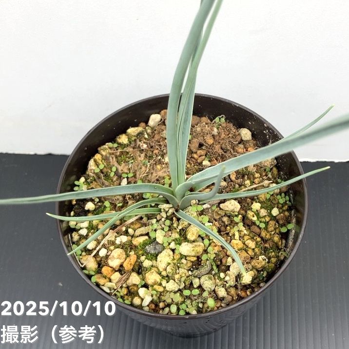 ドラセナ セルラータ わけあり特価）ドラセナ セルラータ 5号鉢植え No.2 の通販