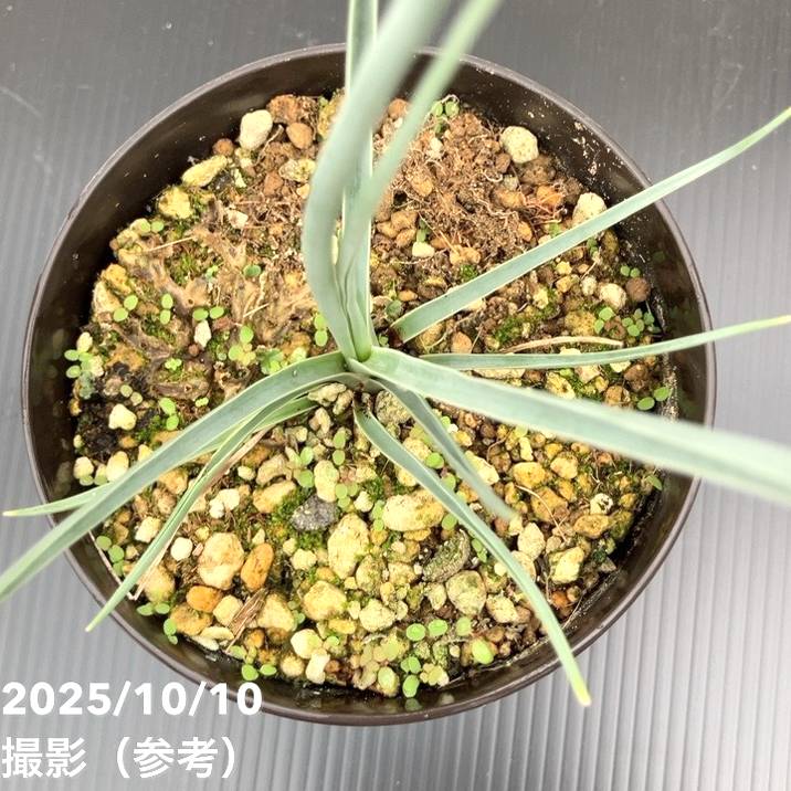 ドラセナ セルラータ わけあり特価）ドラセナ セルラータ 5号鉢植え No.2 の通販