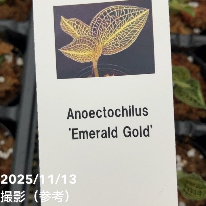 ジュエルオーキッド 1号 Anoectochilus 'Emerald Gold'｜洋蘭01-D1