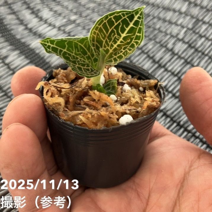 ジュエルオーキッド 1号 Anoectochilus 'Emerald Gold'｜洋蘭01-D1