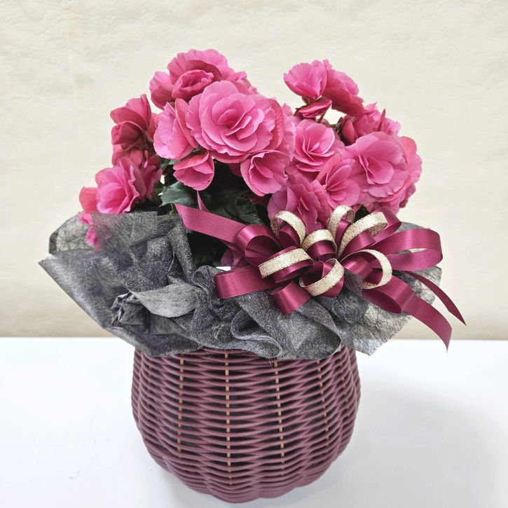 冬ギフト リーガースベゴニア ピンク系|手作04-PA