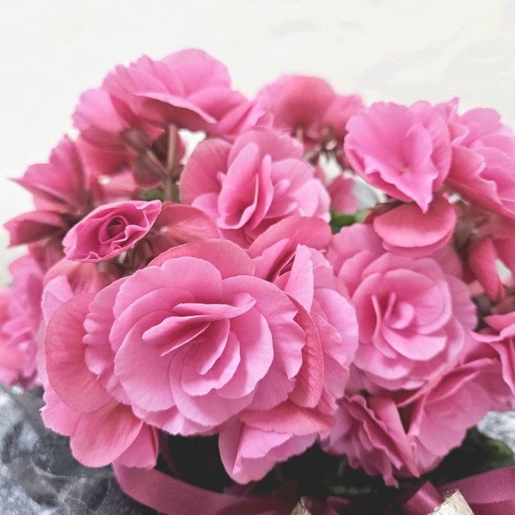 冬ギフト リーガースベゴニア ピンク系｜手作04-PA | ギフト,フラワー