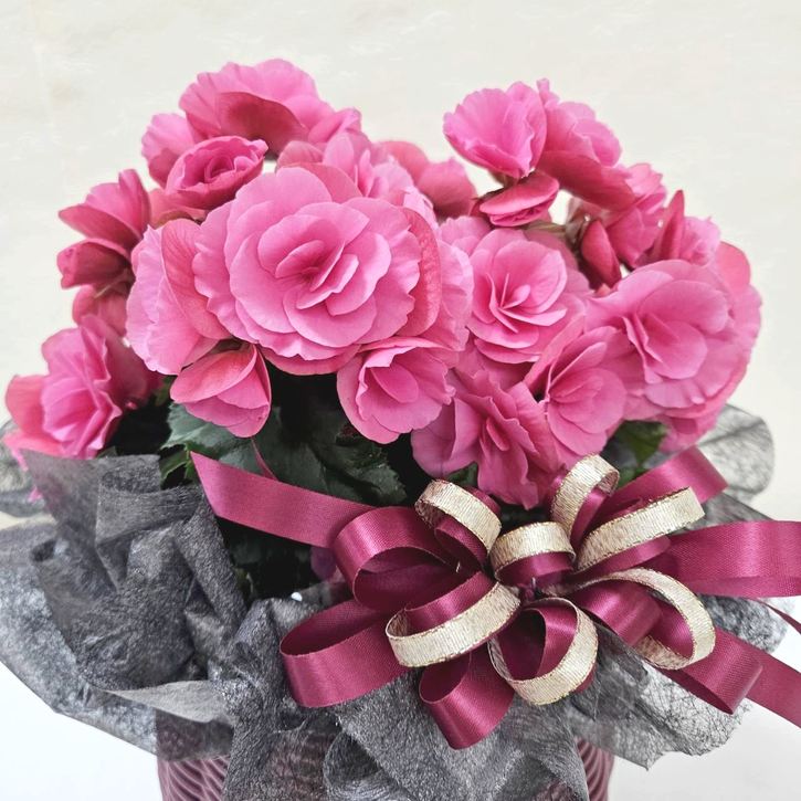 冬ギフト リーガースベゴニア ピンク系|手作04-PA