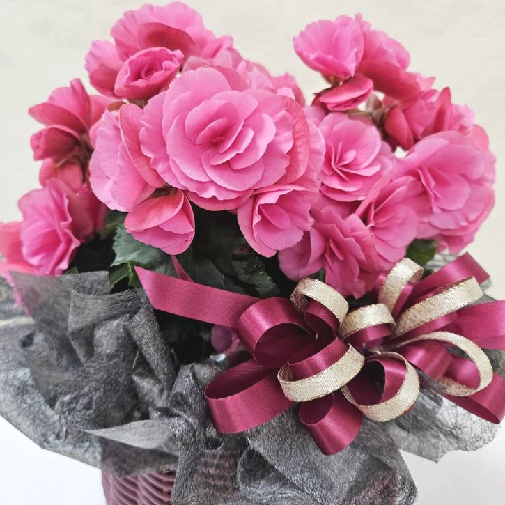 冬ギフト リーガースベゴニア ピンク系|手作04-PA