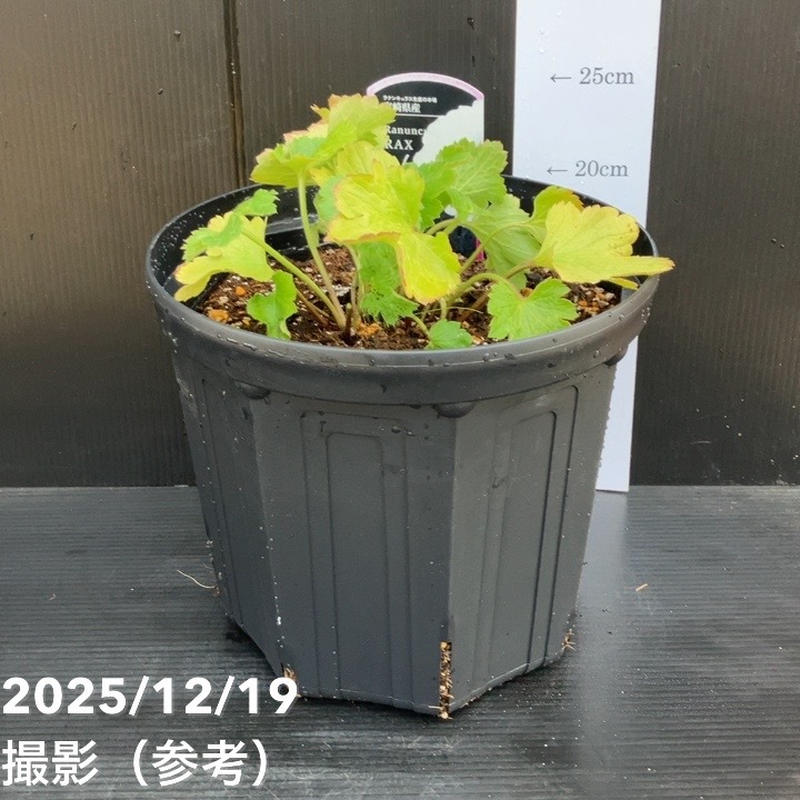ラナンキュラス ラックス 8号 ヘスティア｜草花10-TU | 草花