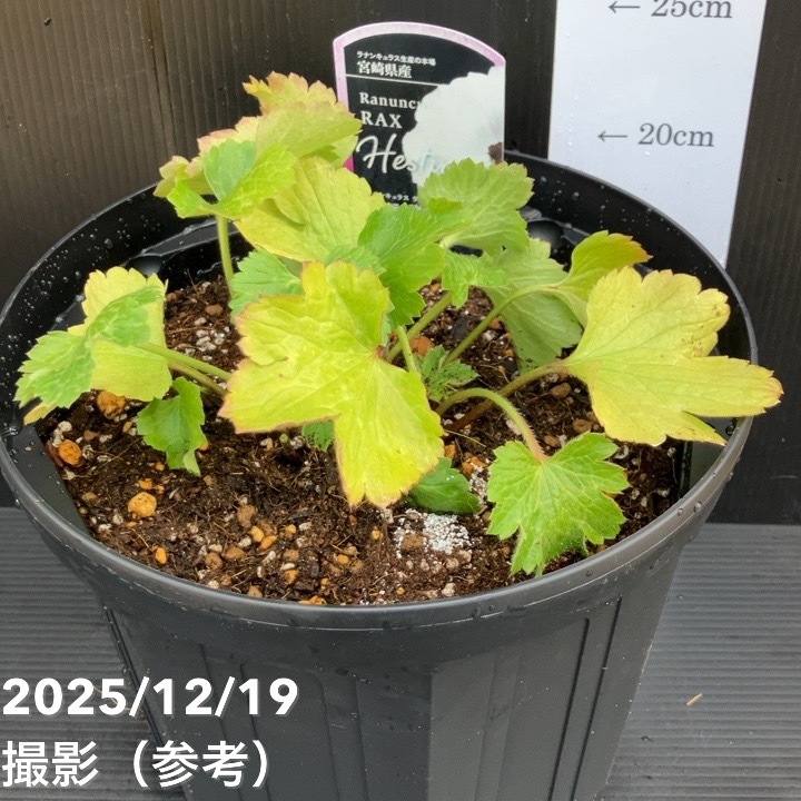 ラナンキュラス ラックス 8号 ヘスティア｜草花10-TU | 草花