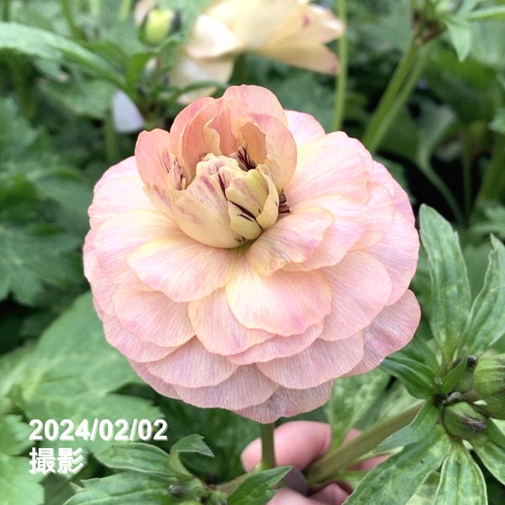 ラナンキュラス ラックス 8号 ヘスティア｜草花10-TU | 草花