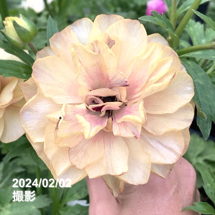 ラナンキュラス ラックス 8号 ヘスティア｜草花10-TU | 草花