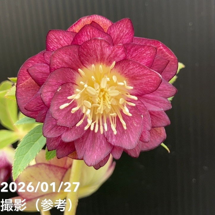 クリスマスローズ　認定レッドイルミリオン レッドリバーシブル加藤農園 一点物】加藤農園 サンシャインゴールドクリスマスローズ レッドイル