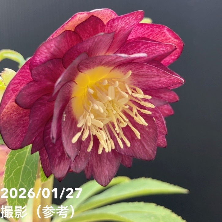 一点物】加藤農園 サンシャインゴールドクリスマスローズ レッドイル