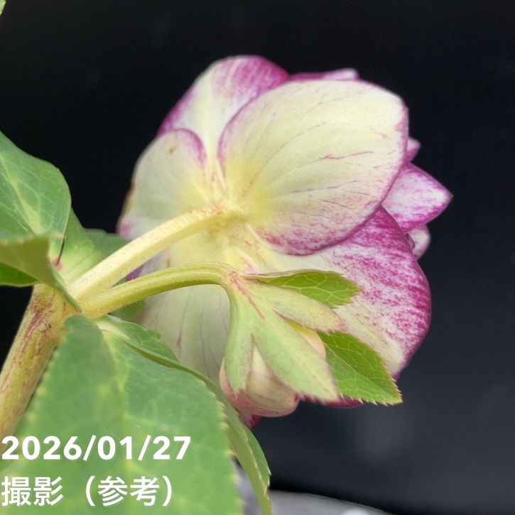 一点物】加藤農園 サンシャインゴールドクリスマスローズ レッドイル