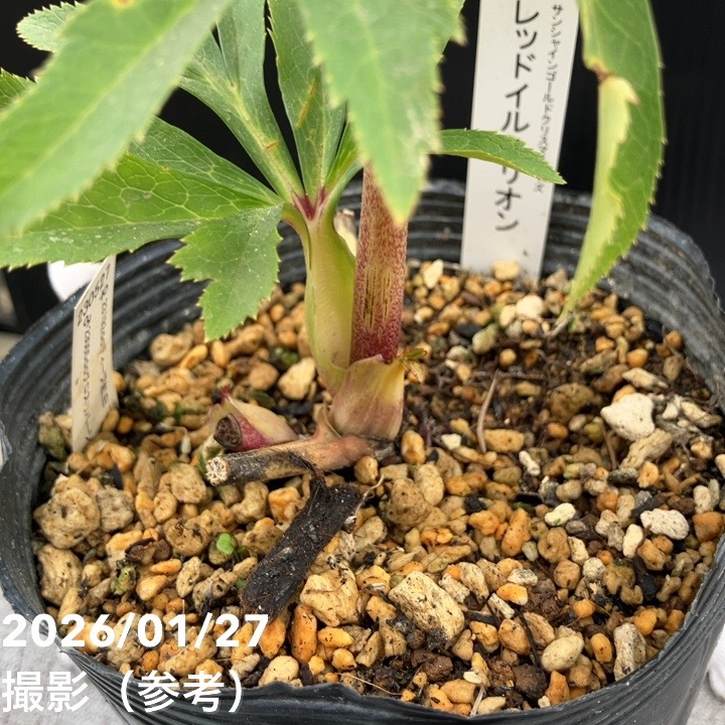 一点物】加藤農園 サンシャインゴールドクリスマスローズ レッドイル