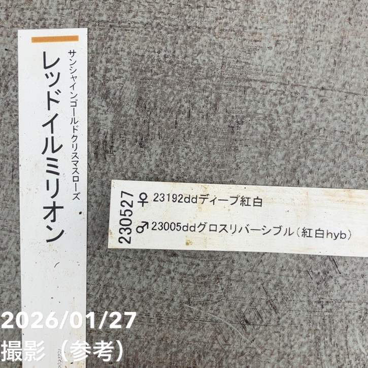 一点物】加藤農園 サンシャインゴールドクリスマスローズ レッドイル