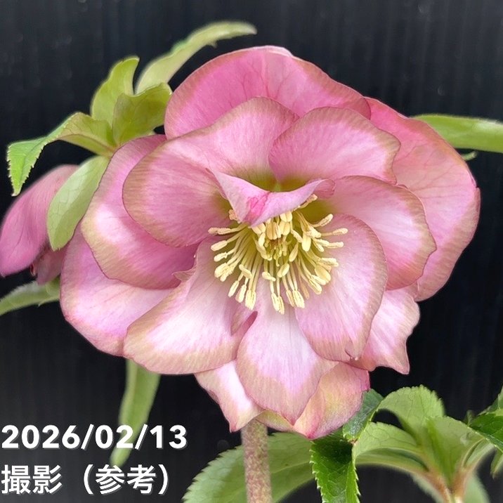 一点物】曽田園芸 クリスマスローズ 4号 桜利休 SO4｜山野04-PA | 草花