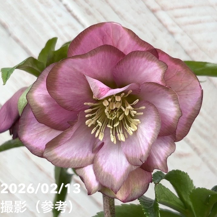 一点物】曽田園芸 クリスマスローズ 4号 桜利休 SO4｜山野04-PA | 草花