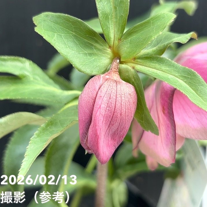 一点物】曽田園芸 クリスマスローズ 4号 桜利休 SO4｜山野04-PA | 草花