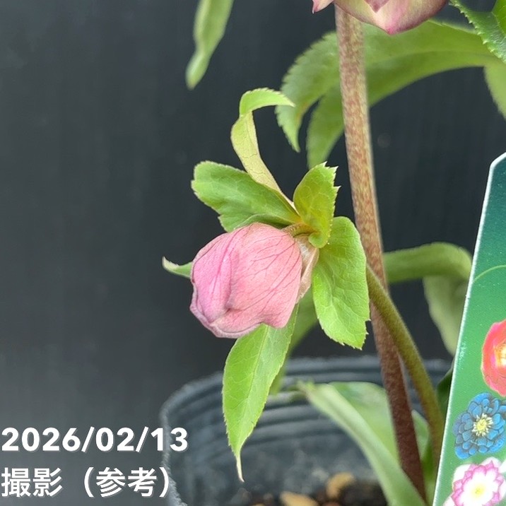 一点物】曽田園芸 クリスマスローズ 4号 桜利休 SO4｜山野04-PA | 草花