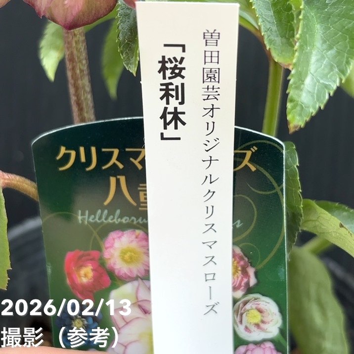 一点物】曽田園芸 クリスマスローズ 4号 桜利休 SO4｜山野04-PA | 草花
