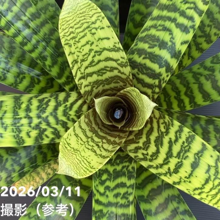 現品お届け】フリーセア ヒエログリフィカ Vriesea hieroglyphica 5号 現品お届け】フリーセア ヒエログリフィカ Vriesea hieroglyphica 5号