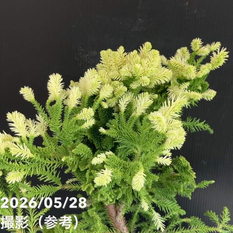 決算P5倍！10%OFF！8/2まで】【現品お届け】石化杉 5号（2）｜観葉10