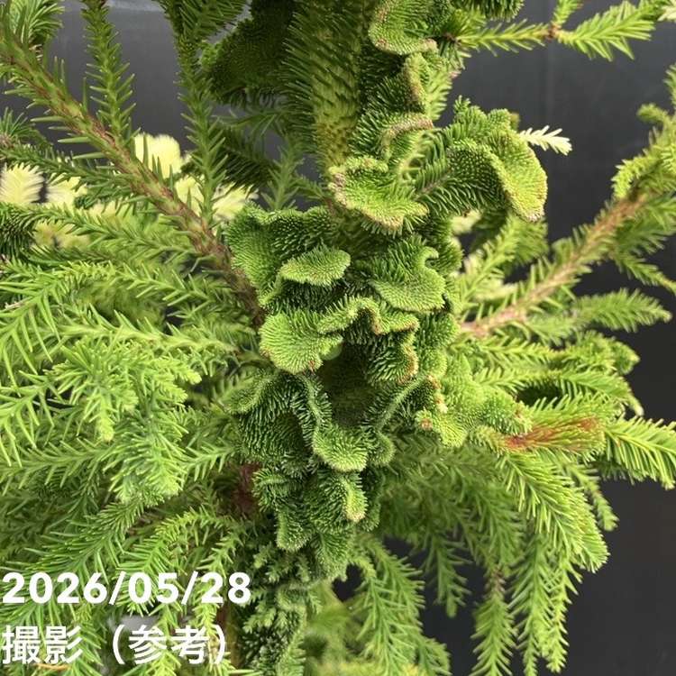 現品お届け】石化杉 5号（2）｜観葉10-TU | 観葉・多肉 | 赤塚植物園