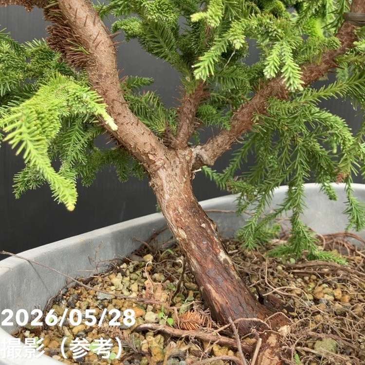 現品お届け】石化杉 5号（2）｜観葉10-TU | 観葉・多肉 | 赤塚植物園
