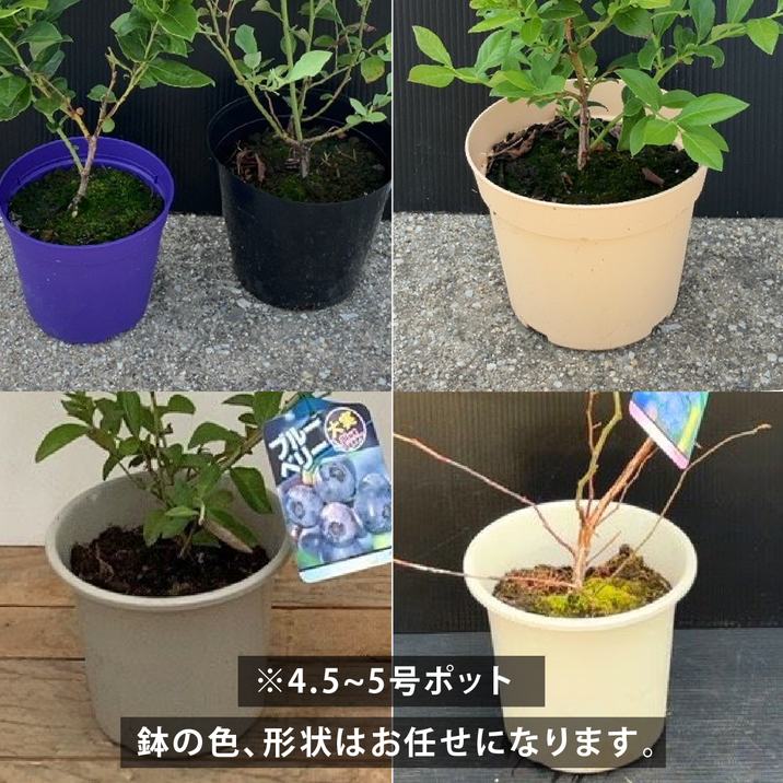 予約9月下旬以降発送】ブルーベリー苗 サザンハイブッシュ系 選択可能