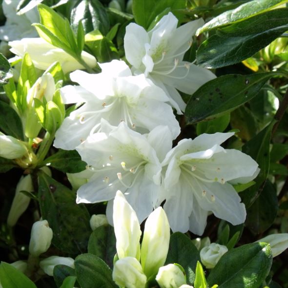 ツツジ 久留米ツツジ 暮の雪 4号×3株セット｜花木10-AK | 花木・庭木