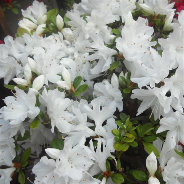 ツツジ 久留米ツツジ 暮の雪 4号×3株セット｜花木10-AK | 花木・庭木