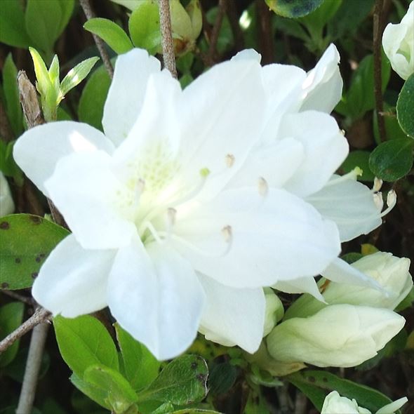 ツツジ 久留米ツツジ 暮の雪 4号×3株セット｜花木10-AK | 花木・庭木
