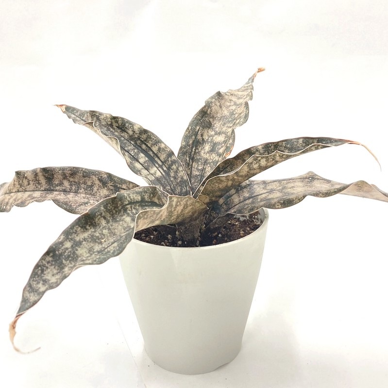 珍しい サンスベリア コパトーン 5号 白鉢 赤塚植物園自社農場 サンスベリア サンセベリア 赤塚植物園オンライン 花の音