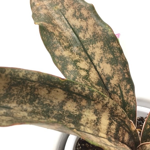 珍しい サンスベリア コパトーン 5号 白鉢 赤塚植物園自社農場 サンスベリア サンセベリア 赤塚植物園オンライン 花の音