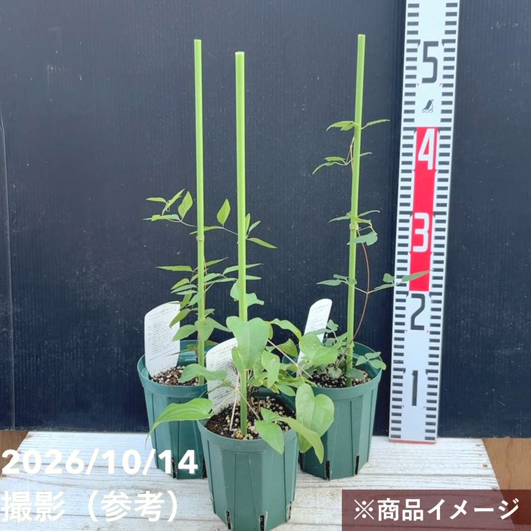 【スズメウリ様】専用・青360g/茶300g≪フォロー割特価≫ クレマチス 水面の妖精 みなものようせい 4号スリット鉢｜草花04-PA