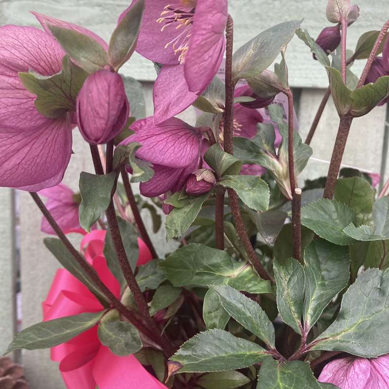 クリスマスローズ 童仙房 HGCラベンダーピンク 5号｜山野04-PA | 草花