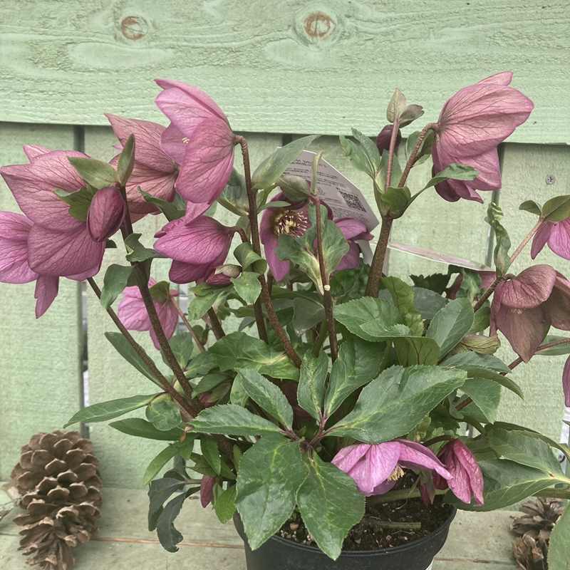 の*ん様 ☘️スペシャルイベント☘️826【いちごみるく】クリスマスローズ クリスマスローズ 童仙房 HGCラベンダーピンク 5号｜山野04-PA | 草花