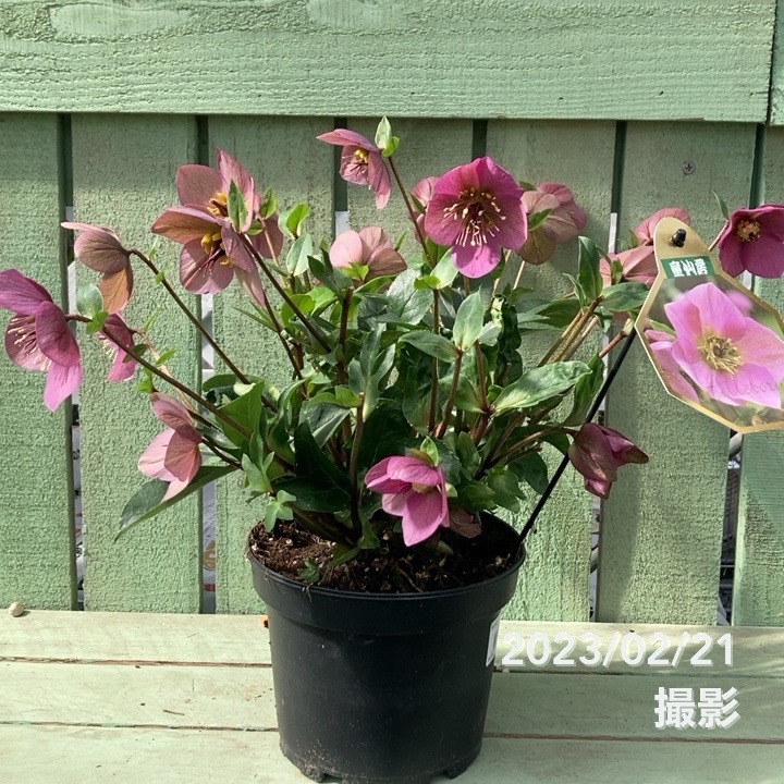 クリスマスローズ 童仙房 HGCラベンダーピンク 5号｜山野04-PA | 草花