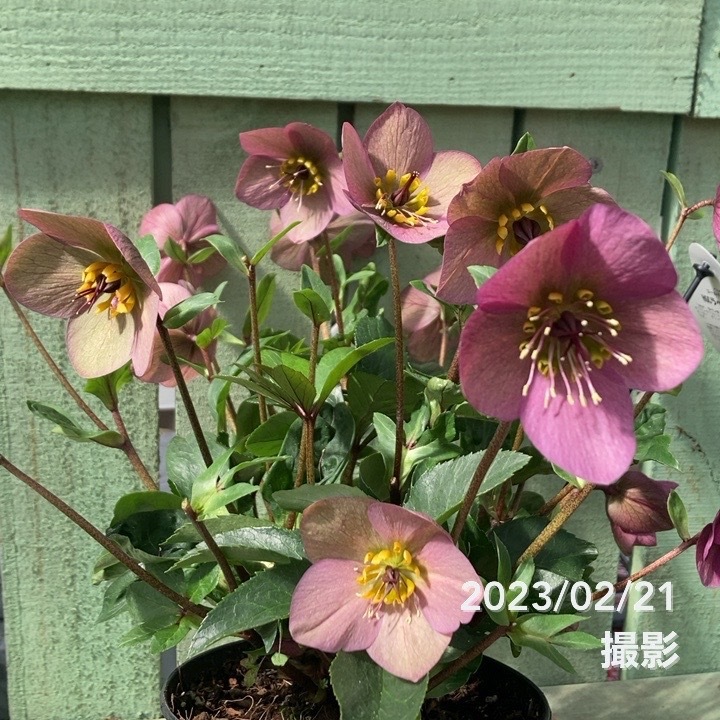 クリスマスローズ 童仙房 HGCラベンダーピンク 5号｜山野04-PA | 草花