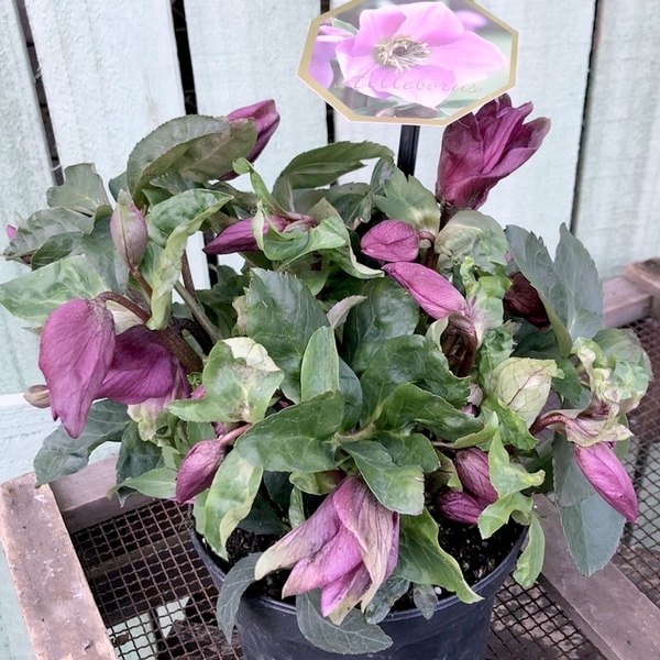 の*ん様 ☘️スペシャルイベント☘️826【いちごみるく】クリスマスローズ クリスマスローズ