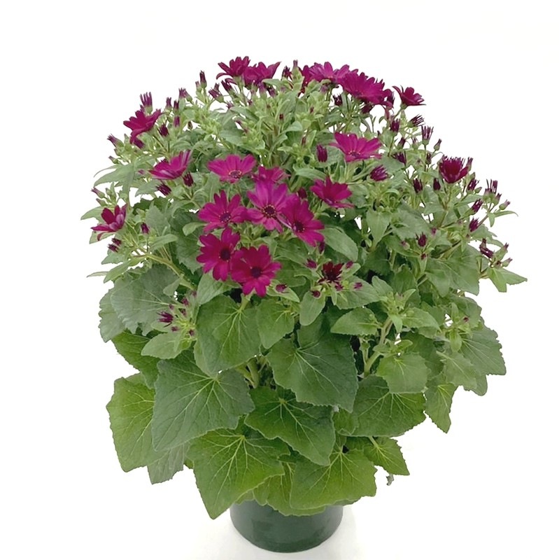 桂華 ワインレッド 6号 Pa 草花 赤塚植物園オンライン 花の音 桂華 ワインレッド 6号 Pa 草花 赤塚植物園オンライン 花の音