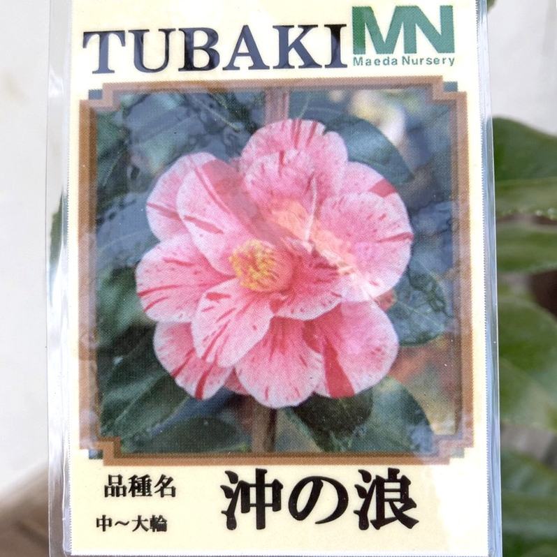 椿 ツバキ 4号 沖の浪［こだわりの前田ナーセリー苗］｜花木04-PA