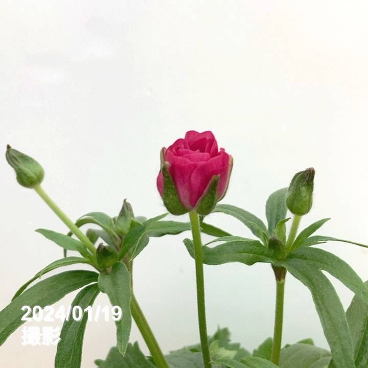 訳あり】ラナンキュラス ラックスシリーズ リュキア 5号｜草花10