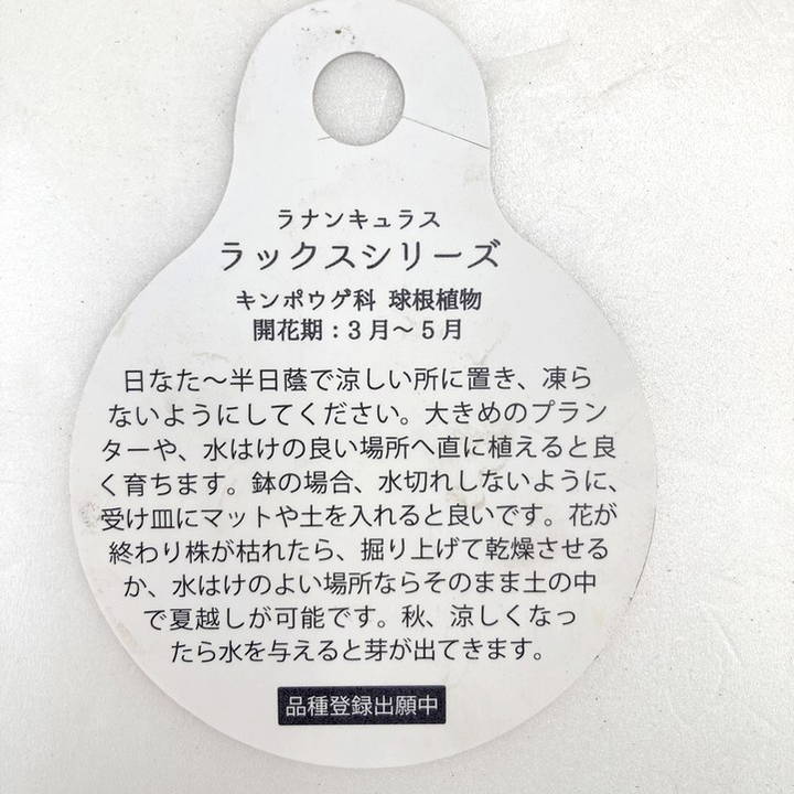 訳あり】ラナンキュラス ラックスシリーズ リュキア 5号｜草花10-TU