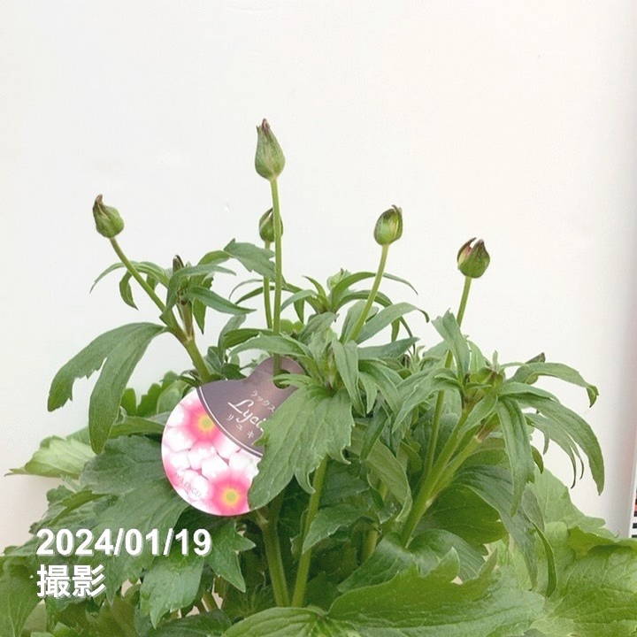 訳あり】ラナンキュラス ラックスシリーズ リュキア 5号｜草花10-TU