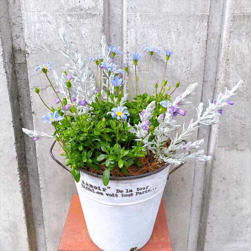 玄関先に 春の寄せ植え Flower Petit Pot ブルーデージー 青いうさぎ エレモフィラ スノークリスタル Pa 寄せ植え アレンジ 寄せ植え 赤塚植物園オンライン 花の音