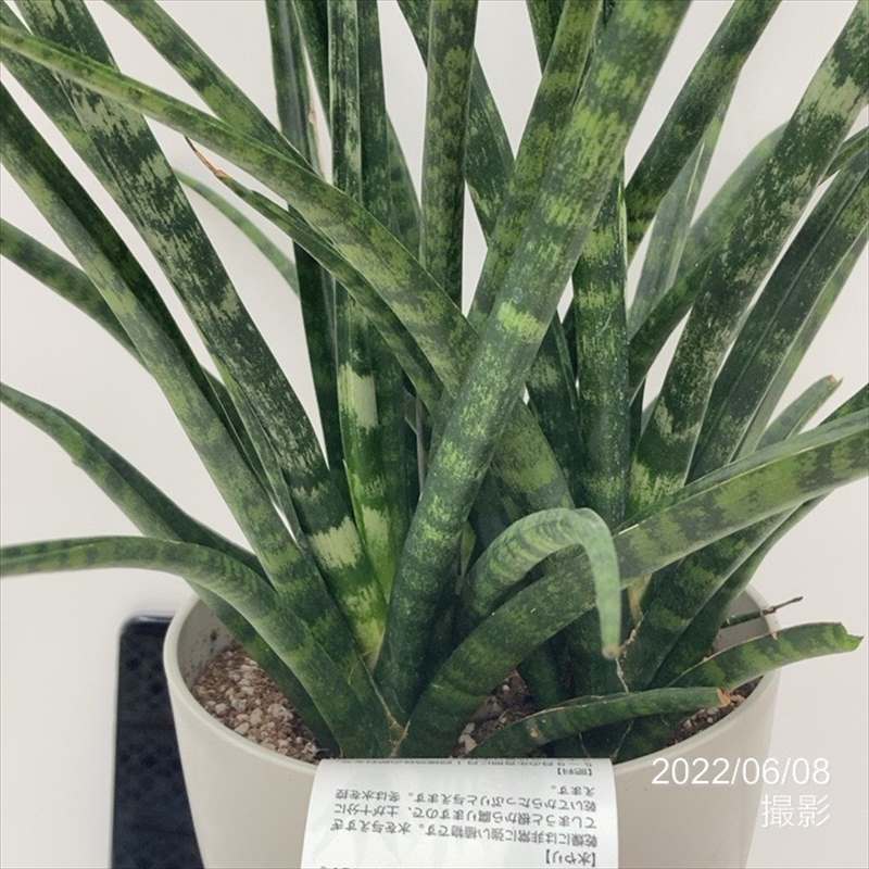 個性派 サンスベリア 6号 ファーンウッド プラスチック鉢仕様 赤塚植物園自社農場 サンスベリア サンセベリア 赤塚植物園オンライン 花の音