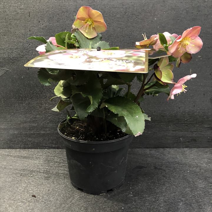 Kaorin　クリスマスローズ 葉牡丹 千両 クロッカス Kaorin様専用 クリスマスローズ 葉牡丹 千両 クロッカス Kaorin様専用