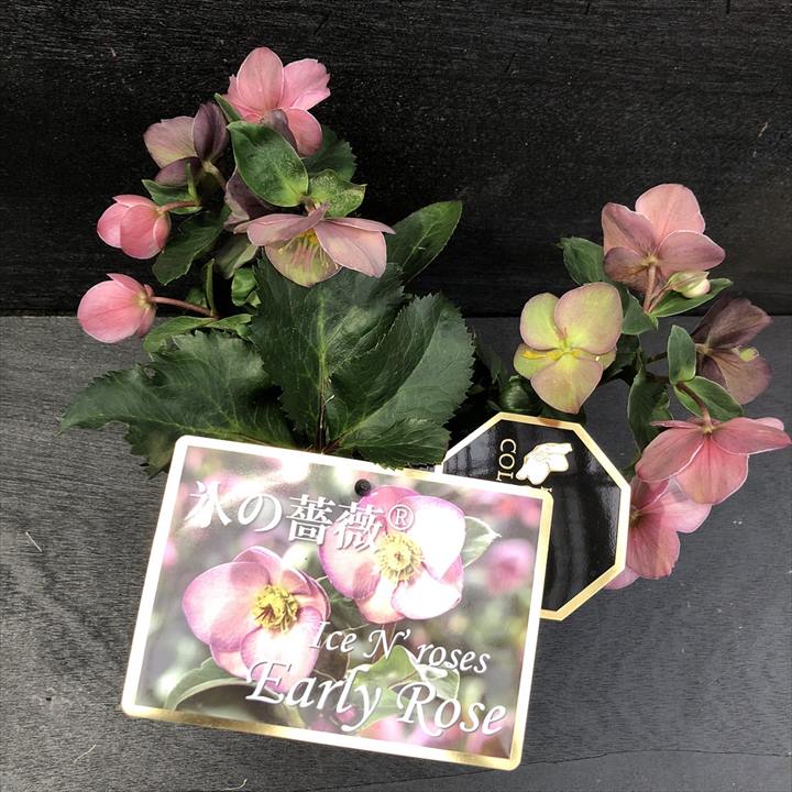 クリスマスローズ 氷の薔薇 4.5号 アーリーローズ｜山野04-PA | 草花