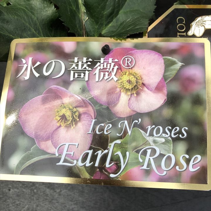 クリスマスローズ 氷の薔薇 4.5号 アーリーローズ｜山野04-PA | 草花