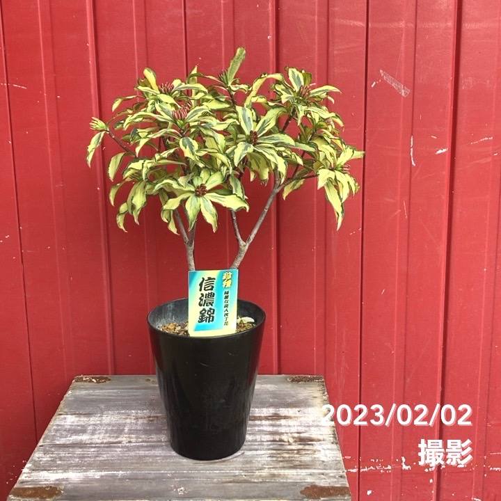 【中古】 信濃路の花 片倉城址公園 散策 （7月末） 2025 | 花鳥風月